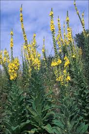 Image result for Verbascum densiflorum