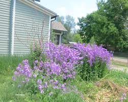 Attēlu rezultāti vaicājumam “Hesperis matronalis bud”