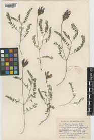 Attēlu rezultāti vaicājumam “Astragalus danicus”