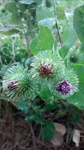 Attēlu rezultāti vaicājumam “Arctium”