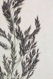 Attēlu rezultāti vaicājumam “Calamagrostis purpurea fruit”