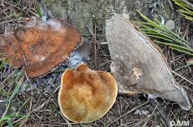 Attēlu rezultāti vaicājumam “Onnia triquetra”