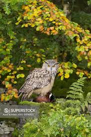 Attēlu rezultāti vaicājumam “Bubo bubo adult”