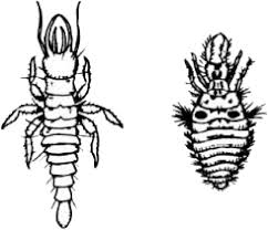 Attēlu rezultāti vaicājumam “Neuroptera”