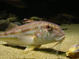 Image result for Mullus surmuletus