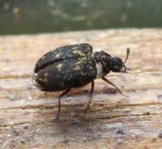 Attēlu rezultāti vaicājumam “Dermestidae”