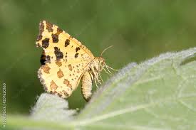 Attēlu rezultāti vaicājumam “Pseudopanthera macularia”