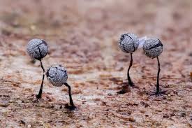 Attēlu rezultāti vaicājumam “Collaria arcyrionema spores”