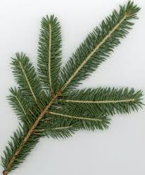 Attēlu rezultāti vaicājumam “Picea”