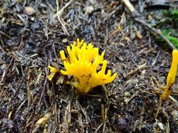 Attēlu rezultāti vaicājumam “Calocera glossoides”