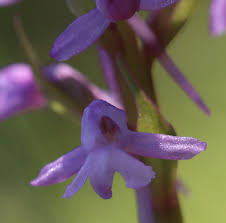 Attēlu rezultāti vaicājumam “Gymnadenia conopsea bud”