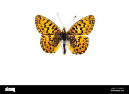 Attēlu rezultāti vaicājumam “Clossiana selene upperside”