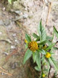 Attēlu rezultāti vaicājumam “Bidens tripartita flower”