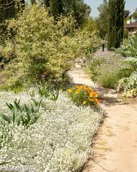 Image result for cerastium tomentosum