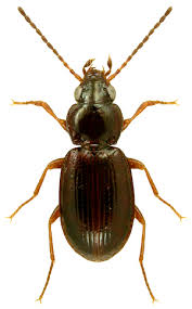 Attēlu rezultāti vaicājumam “Bembidion sp.”