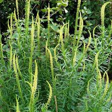 Image result for Reseda luteola