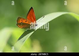 Attēlu rezultāti vaicājumam “Lycaena virgaureae”