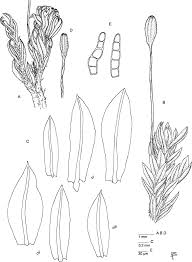 Attēlu rezultāti vaicājumam “Zygodon rupestris”