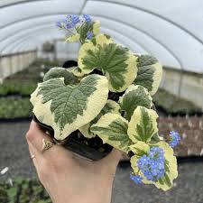 Attēlu rezultāti vaicājumam “Brunnera macrophylla”