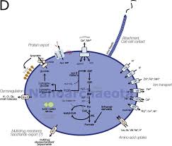 Image result for Vazella pourtalesii