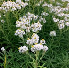 Attēlu rezultāti vaicājumam “Anaphalis margaritacea leaf”