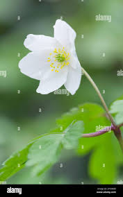 Attēlu rezultāti vaicājumam “Anemone nemorosa flower”