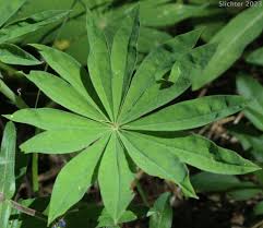 Attēlu rezultāti vaicājumam “Lupinus polyphyllus leaf”