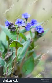 Attēlu rezultāti vaicājumam “Pulmonaria angustifolia leaf”