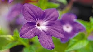 Image result for Browallia speciosa