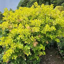 Attēlu rezultāti vaicājumam “Cotinus coggygria”