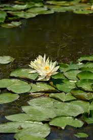 Attēlu rezultāti vaicājumam “Nymphaea alba flower”