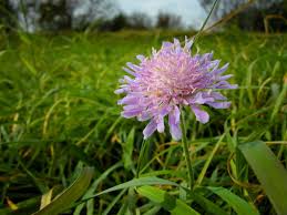 Image result for Knautia arvensis