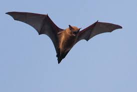 Attēlu rezultāti vaicājumam “Nyctalus noctula”