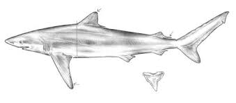 Image result for Carcharhinus falciformis