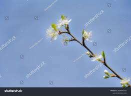 Attēlu rezultāti vaicājumam “Prunus domestica subsp. insitita fruit”