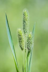 Attēlu rezultāti vaicājumam “Phleum phleoides fruit”