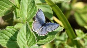 Attēlu rezultāti vaicājumam “Everes argiades male”