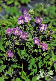 Attēlu rezultāti vaicājumam “Geranium sylvaticum”