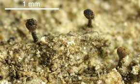 Attēlu rezultāti vaicājumam “Calicium salicinum”