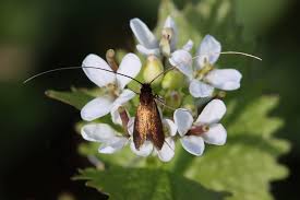 Attēlu rezultāti vaicājumam “Cauchas rufimitrella”