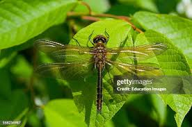 Attēlu rezultāti vaicājumam “Cordulidae”