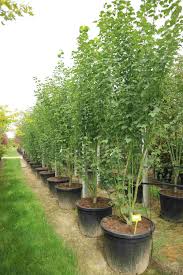 Attēlu rezultāti vaicājumam “Acer rufinerve”