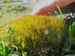 Attēlu rezultāti vaicājumam “Tortula muralis”