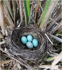 Attēlu rezultāti vaicājumam “Turdus merula eggs”