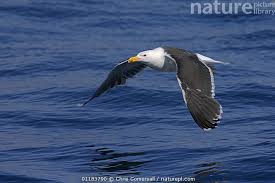 Attēlu rezultāti vaicājumam “Larus marinus adult”