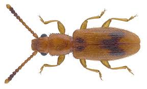 Attēlu rezultāti vaicājumam “Dendrophagus crenatus”