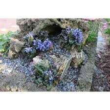 Attēlu rezultāti vaicājumam “Ajuga pyramidalis”