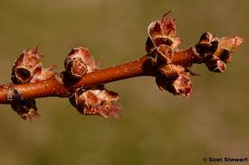Attēlu rezultāti vaicājumam “Acer saccharinum bud”
