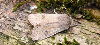 Attēlu rezultāti vaicājumam “Orthosia miniosa imago”