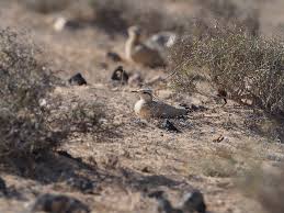 Image result for Cursorius cursor